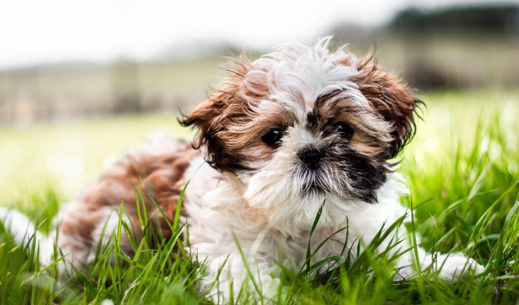 how often do puppies pee