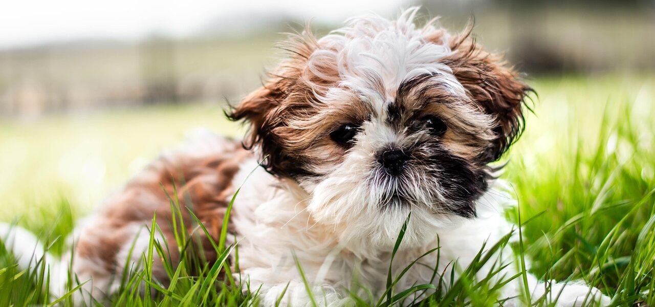 how often do puppies pee