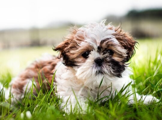 how often do puppies pee